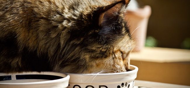 Quelles croquettes pour chat recommandent les vétérinaires ?